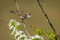 Penice vlasska - Sylvia nisoria - Barred Warbler 5389